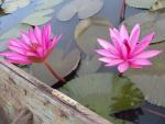 ภาพโดย(T.suwan)